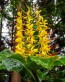 Hedychium gardnerianum 32.jpg