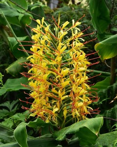 Hedychium gardnerianum xxl.jpg