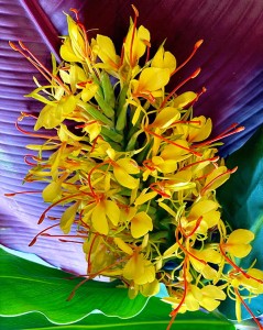 Hedychium gardnerianum.jpg