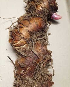 Hedychium gardnerianum bulwa.jpg