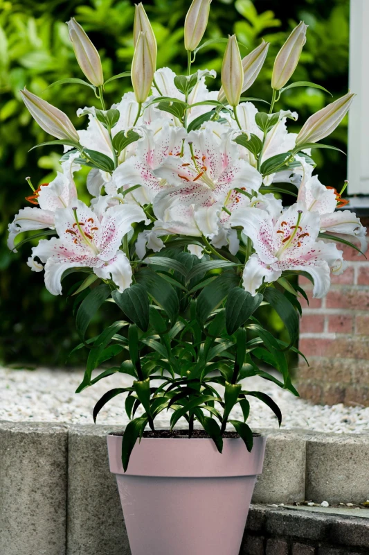 Lilium_Muscadet_1-1200x1800.jpg