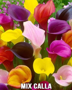 MIX 7 szt. Zantedeschia Calla Lily (bulwy 18/+) 