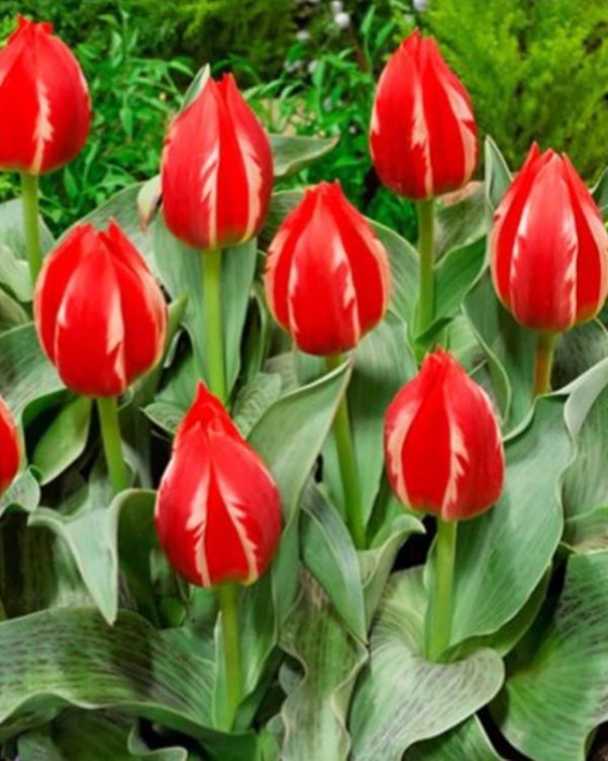 Friendly Fire tulip.jpg