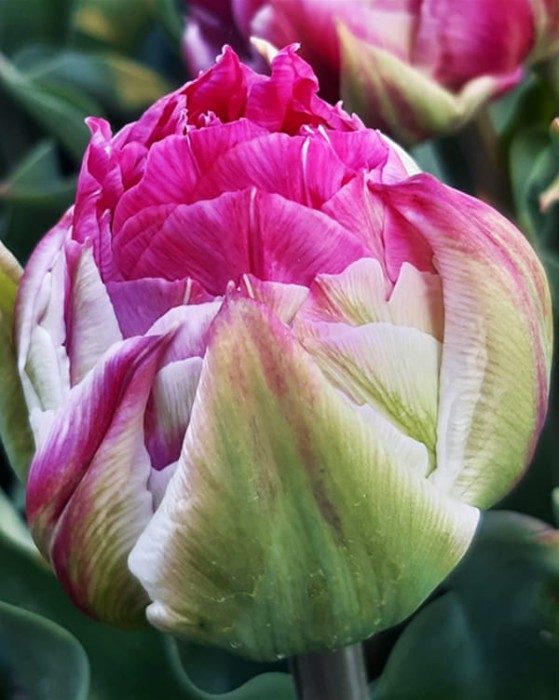 Wicked in Pink 21.jpg
