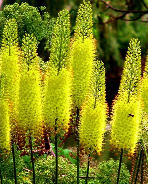 Eremurus bungei.jpg