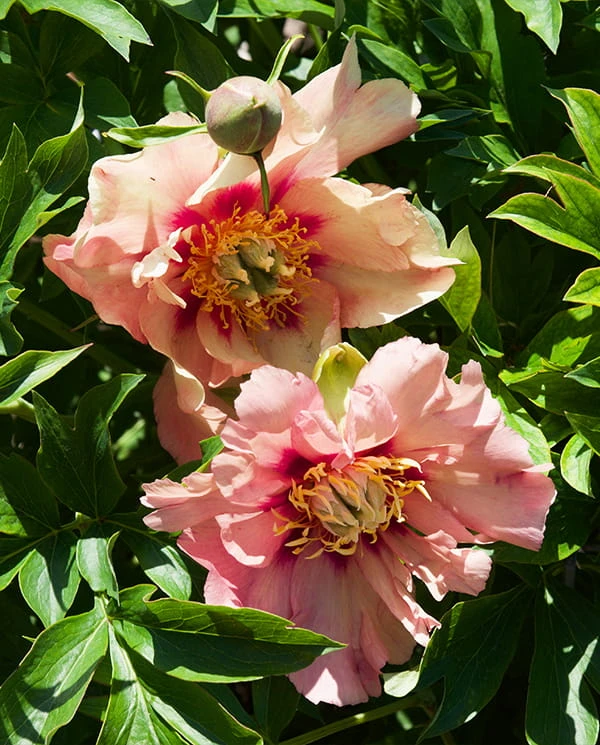 Old Rose Dandy itoh.jpg