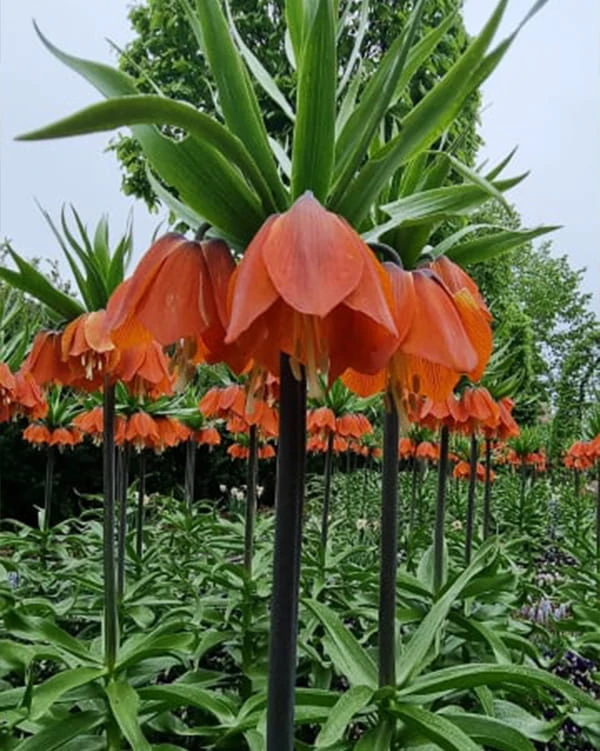 Orange Beauty cesarska.jpg