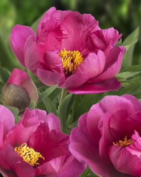 Pink Ardour.jpg