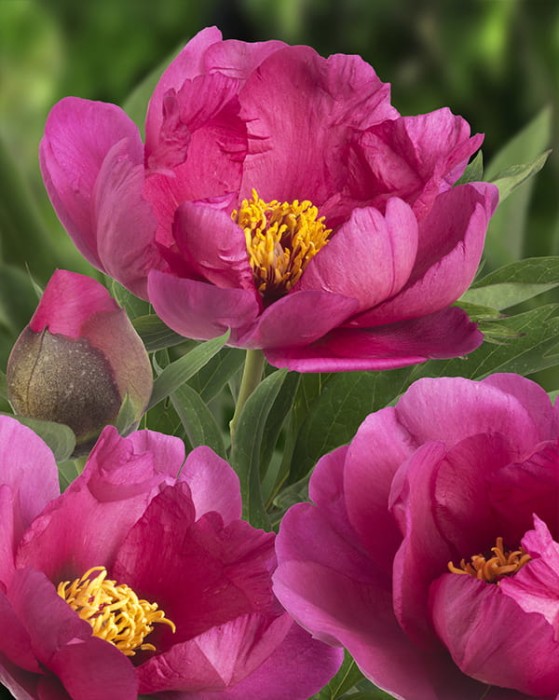 Pink Ardour.jpg