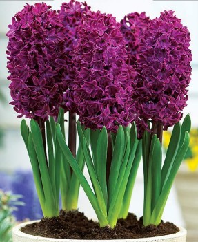Purple.jpg