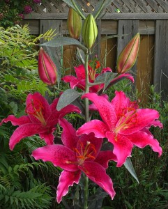 Lilia Orientalna 'Gomera' (18/20)