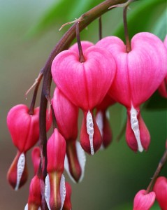 Serduszka Okazała Różowa (Dicentra spectabilis) XL 