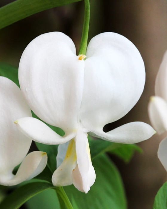 Dicentra formosa 'Alba' 2.jpg