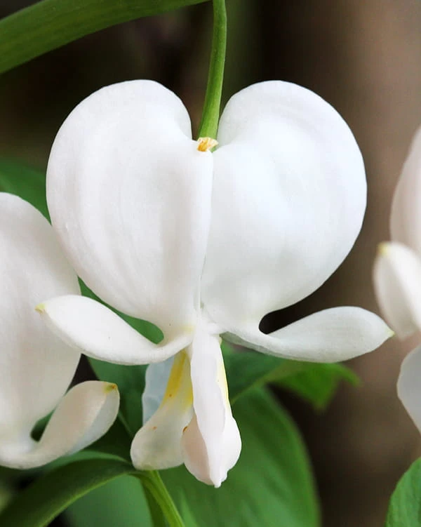 Dicentra formosa 'Alba' 2.jpg