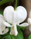 Dicentra formosa 'Alba' 2.jpg