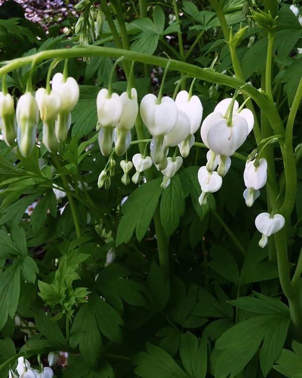 Dicentra formosa 'Alba' 3.jpg