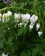 Dicentra formosa 'Alba' 3.jpg