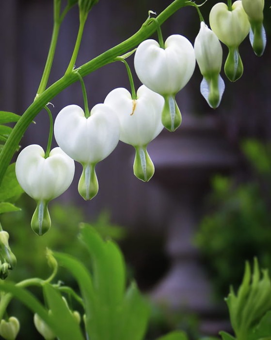 Dicentra formosa 'Alba'.jpg