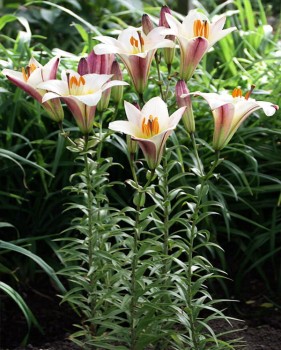 White Planet lilium.jpg