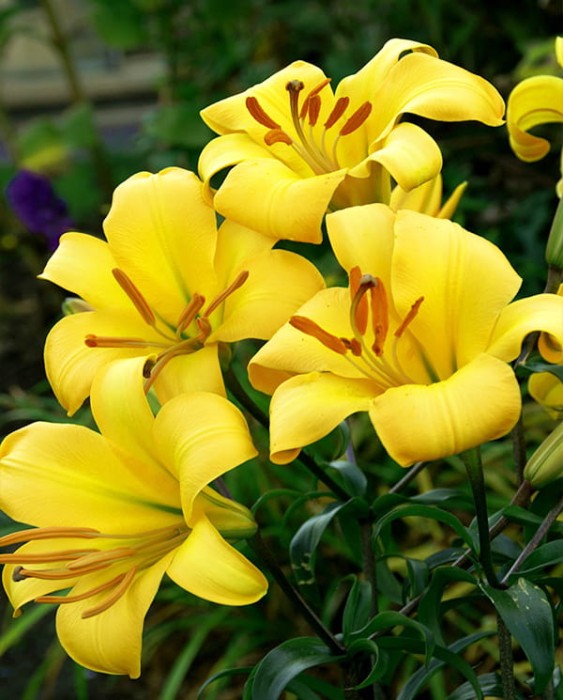 yellow Planet lily.jpg