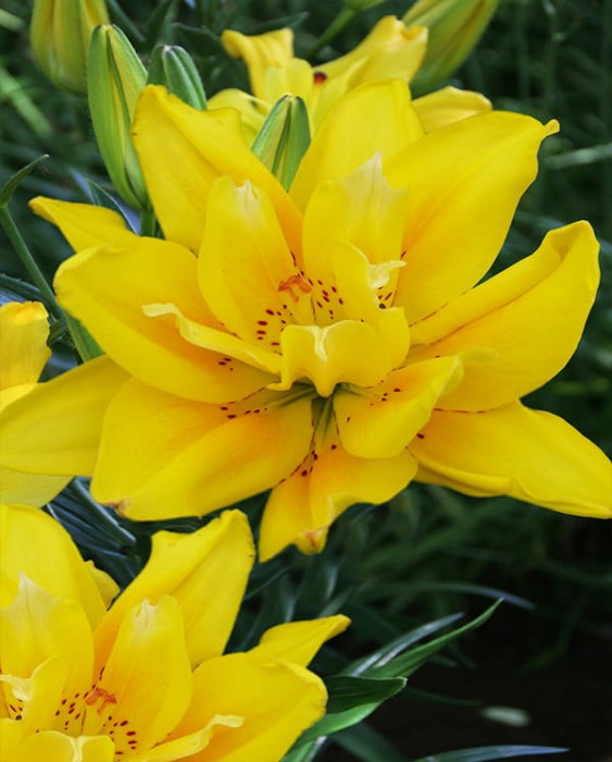 Fata Morgana lily.jpg