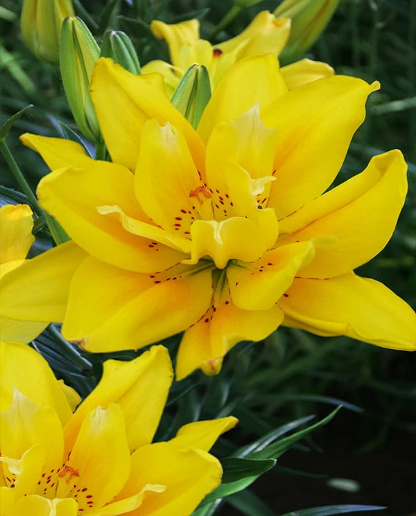 Fata Morgana lily.jpg