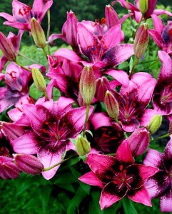 Purple dream lily.jpg
