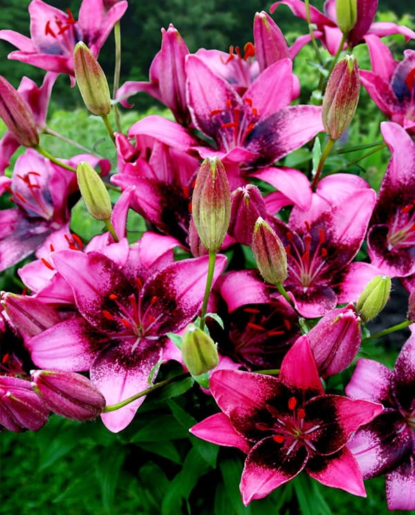 Purple dream lily.jpg
