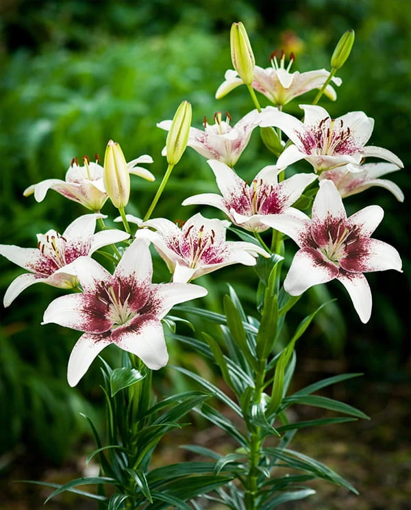 tribal kiss lily.jpg
