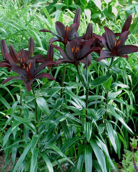 Blacklist lily.jpg