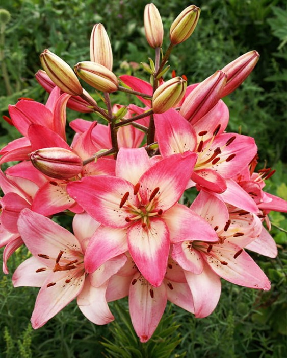 Rosella's Dream lily.jpg