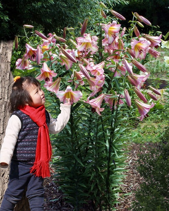 Beijing Moon lily.jpg