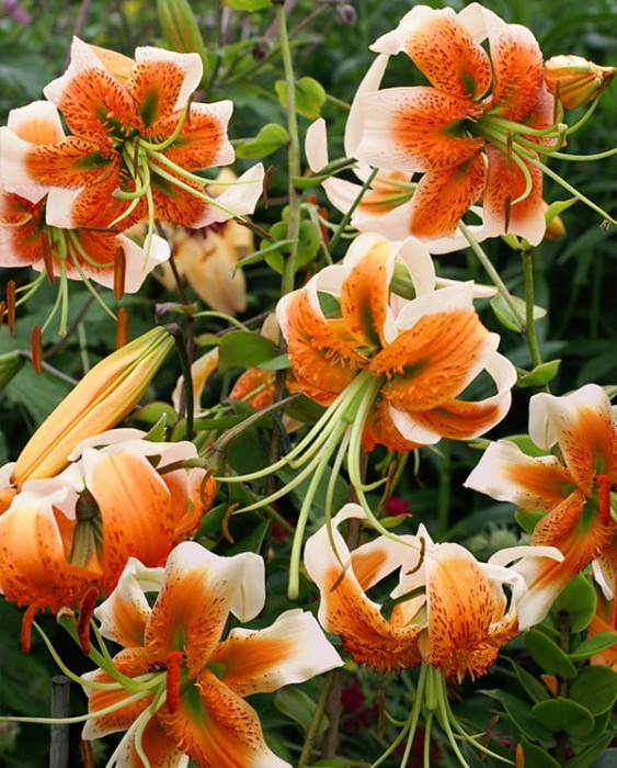 Lady Alice lily.jpg