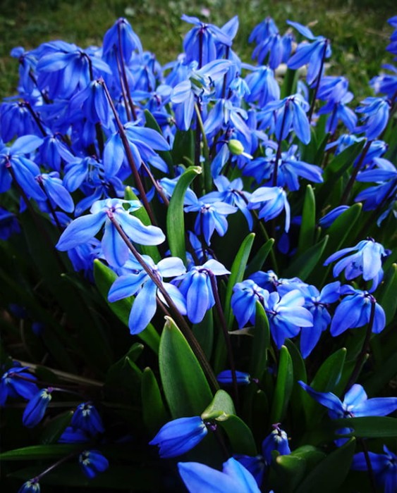 Scilla siberica 'Spring Beauty' 2.jpg