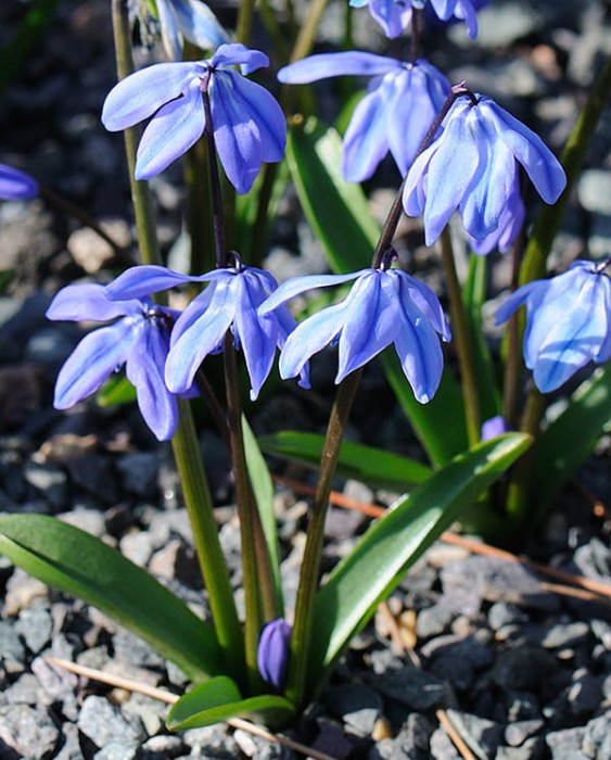 Scilla siberica 'Spring Beauty'.jpg