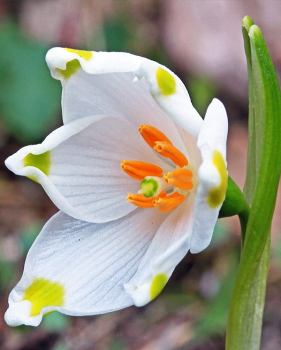 Leucojum 3.jpg