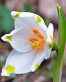 Leucojum 3.jpg