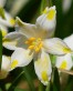 Leucojum.jpg