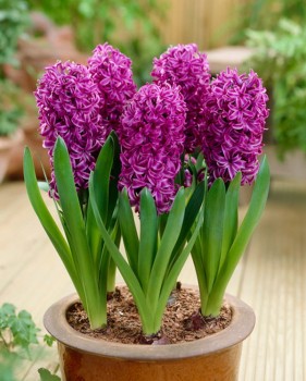 Hyacinth_Purple_Sensation.jpg