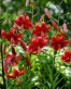 Red Life lily 2.jpg