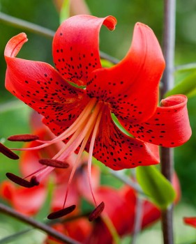 Red Life lily.jpg
