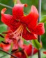 Red Life lily.jpg
