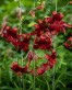 Red Velvet lily.jpg