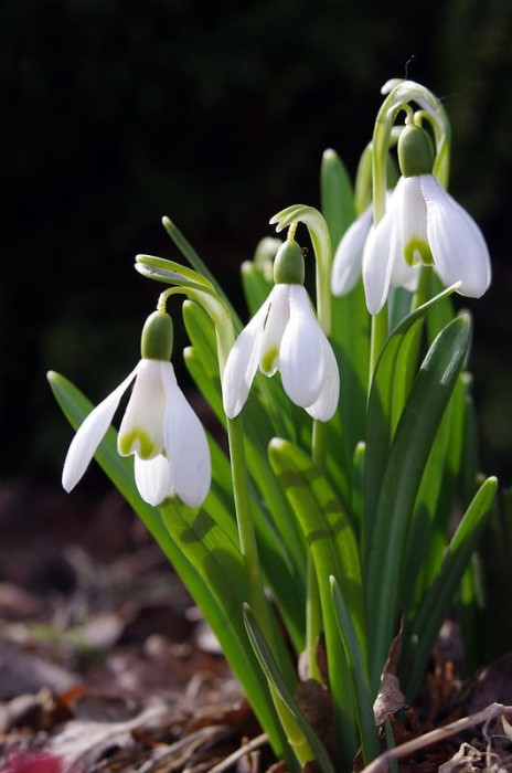 Galanthus nivalis.jpg