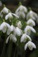 Galanthus nivalis 2.jpg