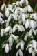 Galanthus nivalis 4.jpg