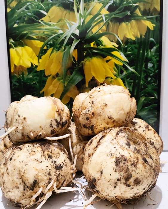 Lutea cebulka.jpg