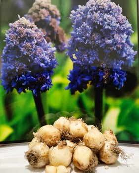 Fantasy creation cebulka.jpg