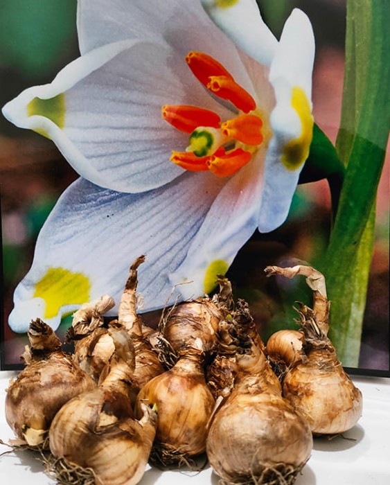 Leucojum cebulka.jpg