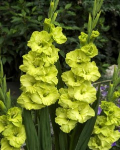 Mieczyk 'Green Star ' 5 sztuk (rozmiar:14/+) 